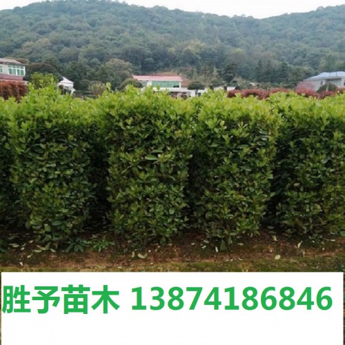 法国冬青柱价格 法国冬青价格 冬青柱价格 珊瑚柱价格