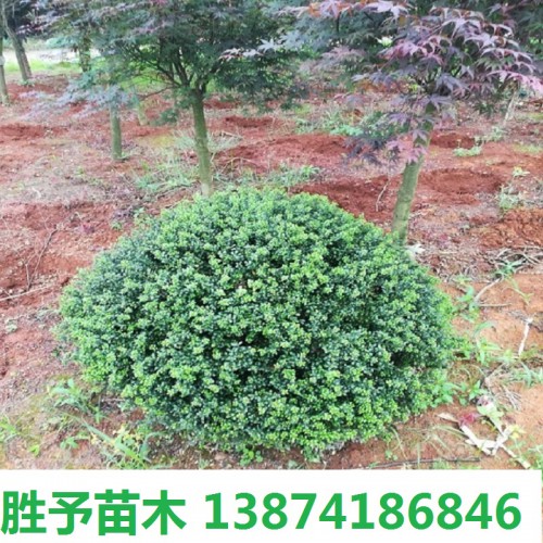 龟甲冬青球价格 50-80-100-120公分龟甲冬青球