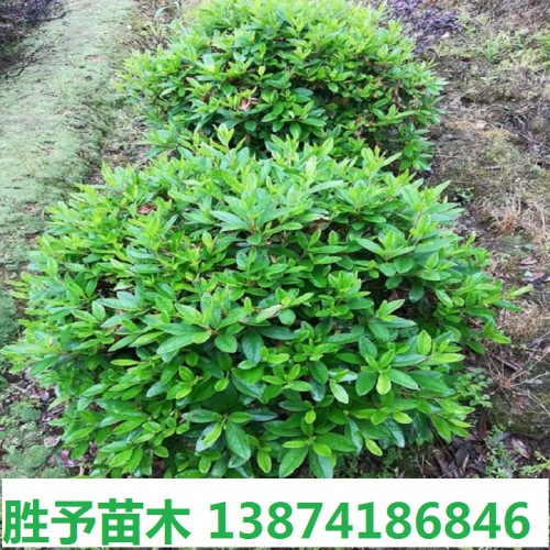 春鹃球价格  50-80-100-120公分春鹃球 杜鹃球