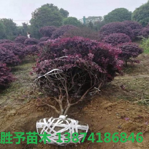 红花继木球价格  80-100-120-280公分红花继木球