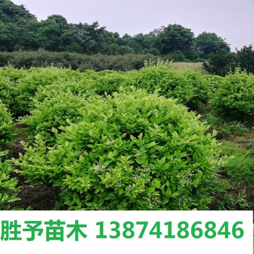 金森女贞球价格  50-80-100-120公分金森女贞球