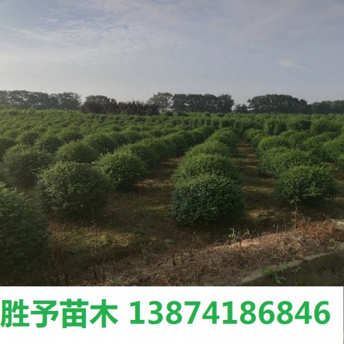 小叶女贞球 小叶女贞球价格 小叶女贞 小叶女贞柱