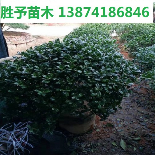 无刺枸骨球价格 50-80-100-120公分无刺枸骨球