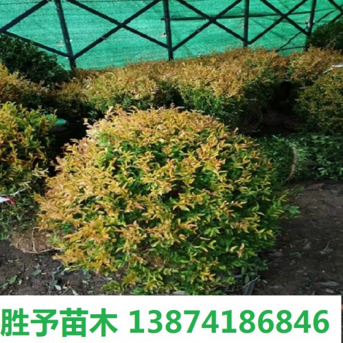金冠女贞球价格 金冠女贞价格 金冠女贞小苗