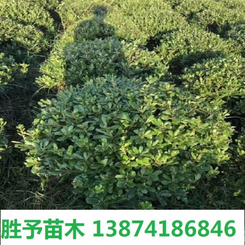 海桐球价格 80-100-120-200公分海桐球