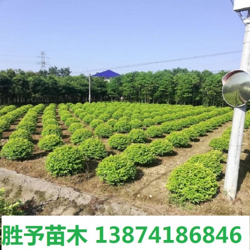 金叶女贞球价格  50-80-100-120公分金叶女贞球