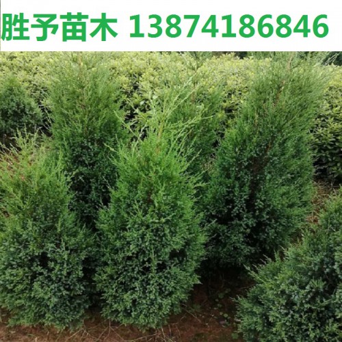 松柏树价格 100-120-150-400公分高松柏树 塔柏