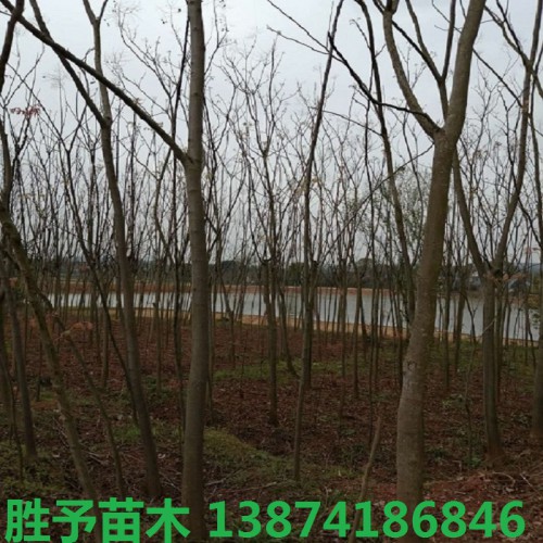 栾树价格 5-8-10-12-15-18公分栾树