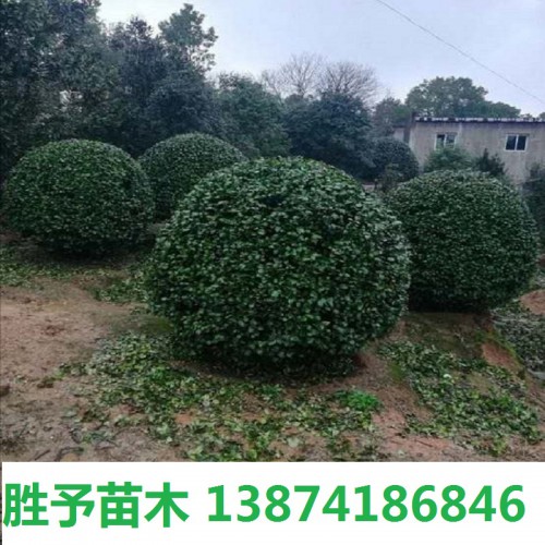 茶花球价格 50-80-100-120公分茶花球 高杆茶花