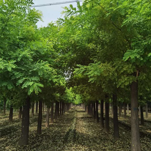 山东黄金槐厂家直销