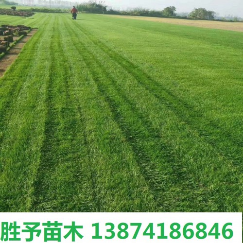 草皮价格 草坪草卷价格 马尼拉草皮价格 混播草坪价格