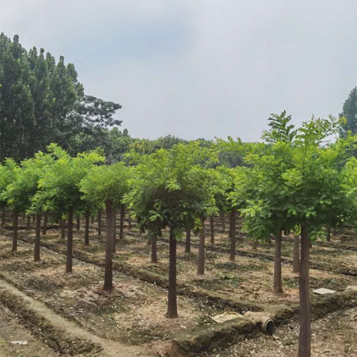 济宁国槐基地大量供应 造型绿化速生国槐树黄金槐