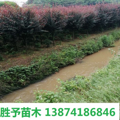 红叶李  红叶李价格 3-5-8-10公分红叶李