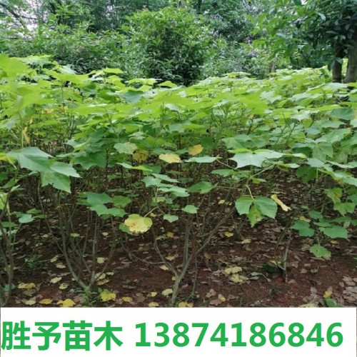 木芙蓉价格 芙蓉花 120-150-180-200公分木芙蓉