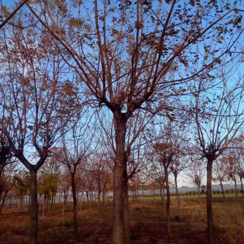 厂家直销6公分栾树价格 北栾树苗价格 北栾树苗