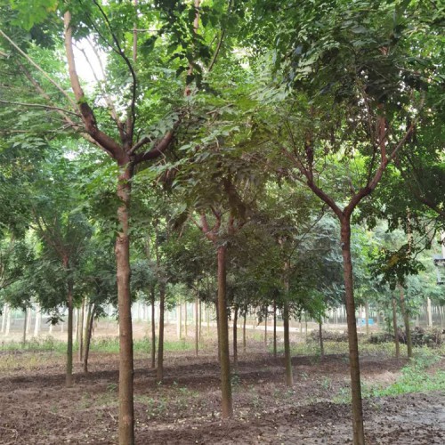 存活率高栾树苗生速度快栾树北栾树价格