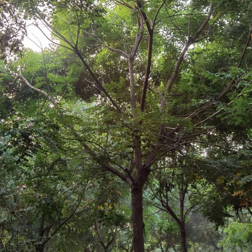 常年供应栾树小苗北栾树价格栾树小苗价格