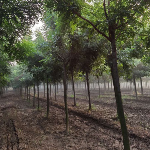 大规格北栾树 北栾树小苗 丛生北栾树