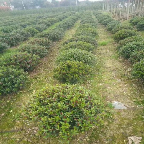 中华蚊母球价格 小叶蚊母球 80-100-120公分蚊母球