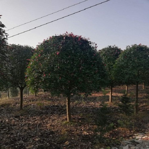 红叶石楠树价格 6-8-10-12-15公分红叶石楠