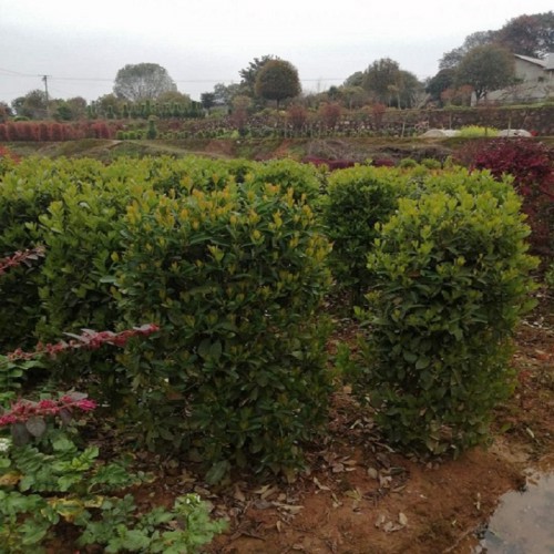 法国冬青柱价格 法国冬青价格 冬青柱价格 珊瑚柱价格