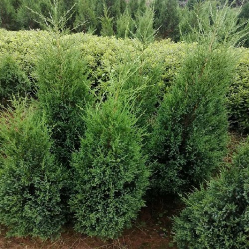 松柏树价格 100-120-150-400公分高松柏树 塔柏