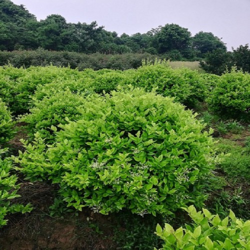 金森女贞球价格  50-80-100-120公分金森女贞球