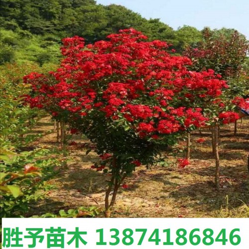 美国红火箭紫薇 紫薇价格 2-3-4-5-6-7公分速生紫薇