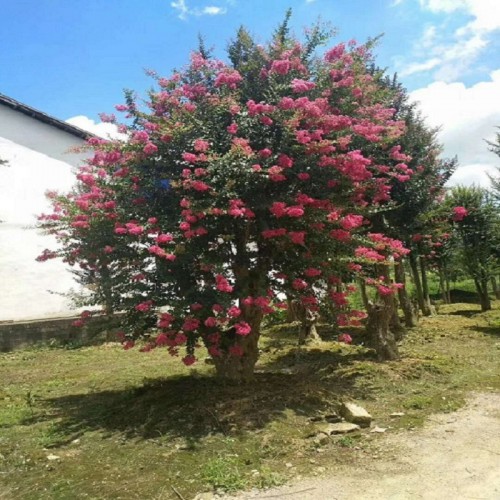 紫薇价格 10-30公分紫薇桩景 紫薇盆景 造型紫薇古桩