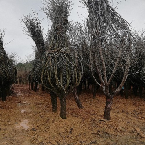 樱花 樱花树 樱花价格 3-4-5-6-7-8-15公分樱花