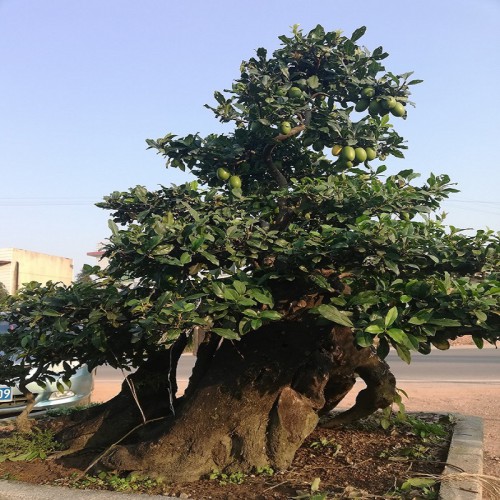 金弹子树价格 金弹子盆景价格