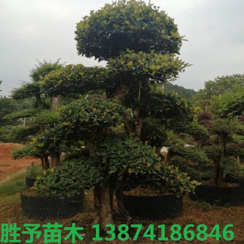 椤木石楠桩 椤木石楠桩价格 造型椤木石楠桩价格