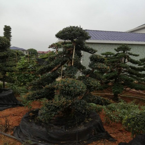 蚊母价格 蚊母桩价格 造型蚊母 中华蚊母树价格 蚊母盆景