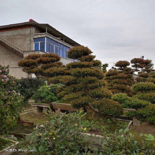 赤楠价格 赤楠桩价格 赤楠桩景价格 造型赤楠价格