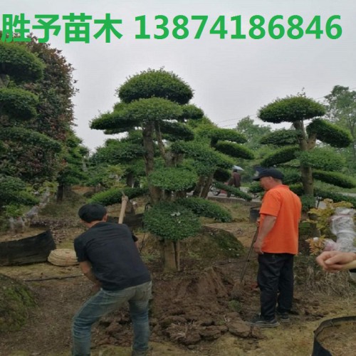 女贞桩 小叶女贞桩 小叶女贞价格 小叶女贞球 造型小叶女贞