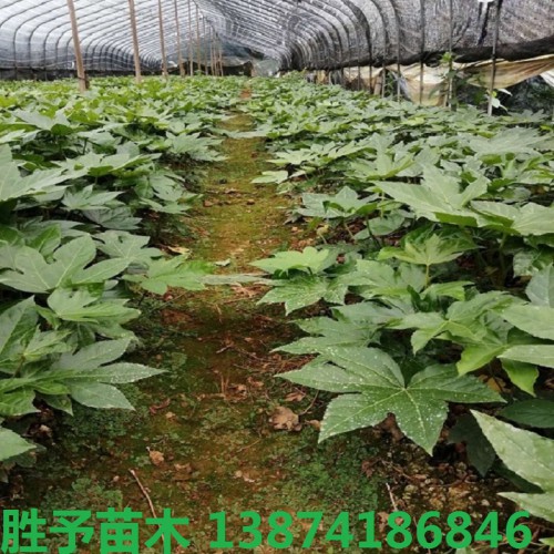 八角金盘小苗价格 八角金盘价格