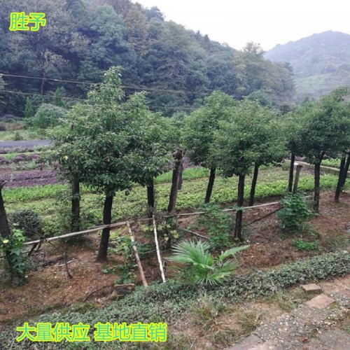 香樟树价格 10-12-15-18-20-25-30公分香樟