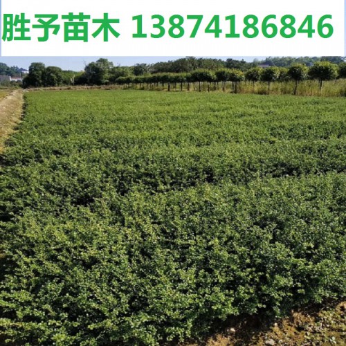 龟甲冬青小苗价格 龟甲冬青价格 龟甲冬青小苗