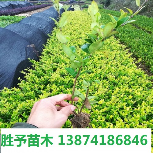 金森女贞小苗 金森女贞小苗价格   金森女贞价格