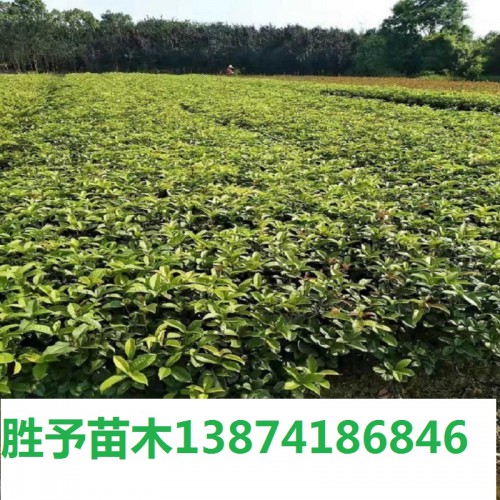 月月桂小苗价格 月月桂色块苗 四季桂价格