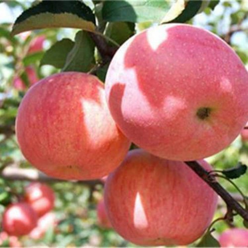 苹果苗 苹果树苗