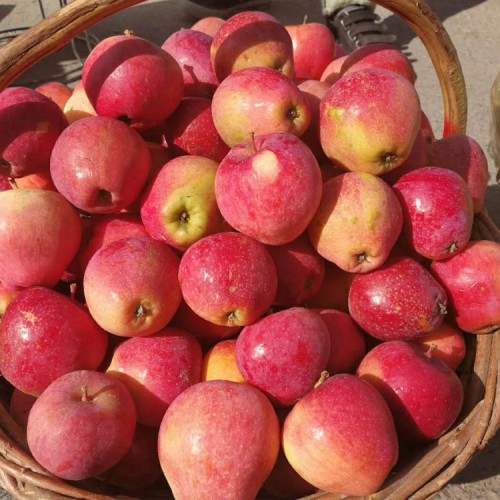 牛奶果苗 牛奶果树苗