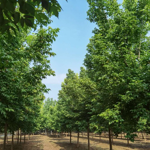 复叶槭 丛生金叶复叶槭 金叶槭苗圃