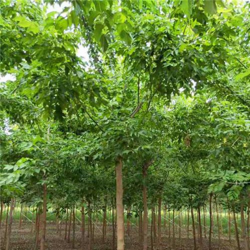 复叶槭价格 复叶槭基地 大量供应复叶槭