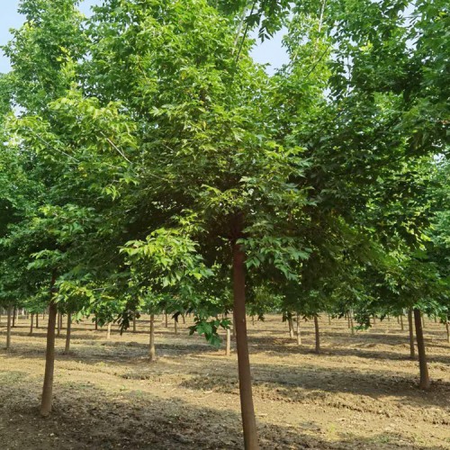 复叶槭优势产品 复叶槭批发 复叶槭树苗厂家
