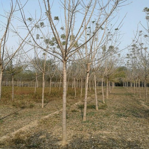 金叶复叶槭 复叶槭 绿叶复叶槭