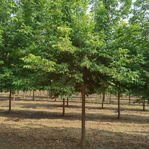 复叶槭 复叶槭价格 复叶槭基地批发