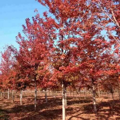 美国红枫 美国红枫厂家 美国红枫批发