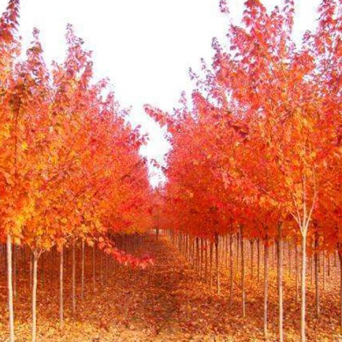 美国红枫 美国红枫基地直销 美国红枫苗木
