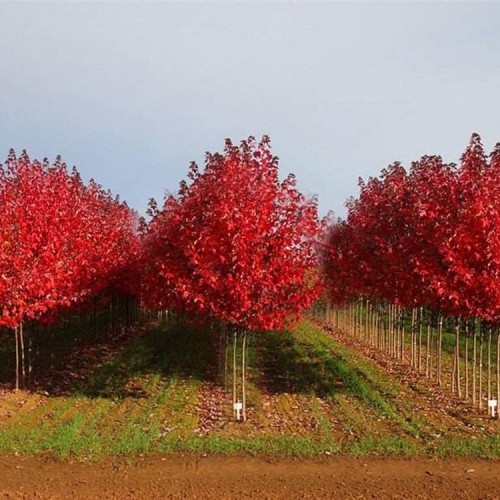 供应美国红枫 美国红枫树苗批发 美国红枫树